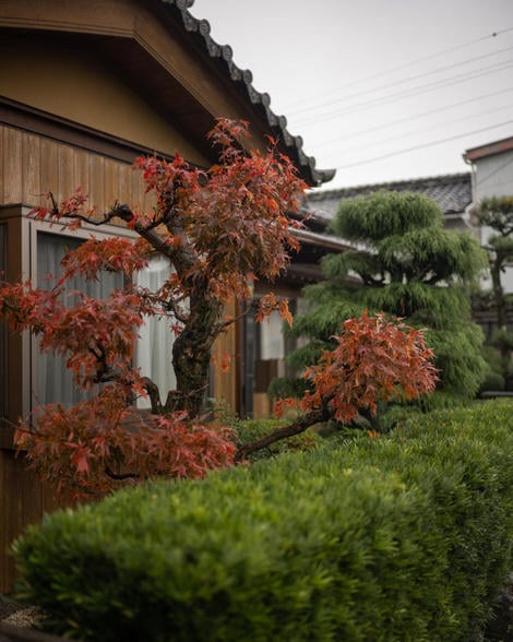 Tree in a garden near Ise-ji