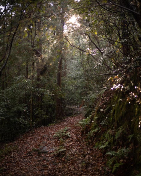 In the forest, that cliched dappled light coming through the thin capony catching on other leaves off to the sides of the path.