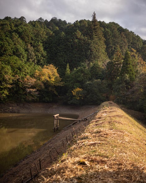 A dam, sunlit earthen edge cutting down the center of the field of view. 