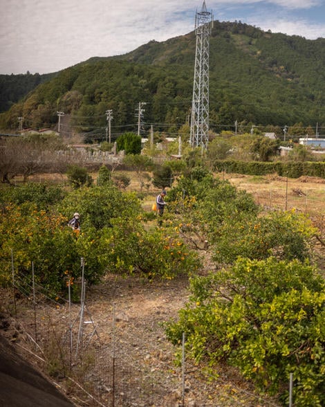 Man and woman standing in field of mikan oranges, man is looking down at his phone and photographer has been caught by woman in face mask.