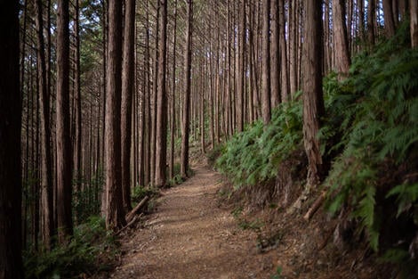 Dirt path leading through forest of cedars, as so many forests of Japan now are, cedars for miles, cedars in all directions; to be avoided come Feb / March and pollen season.