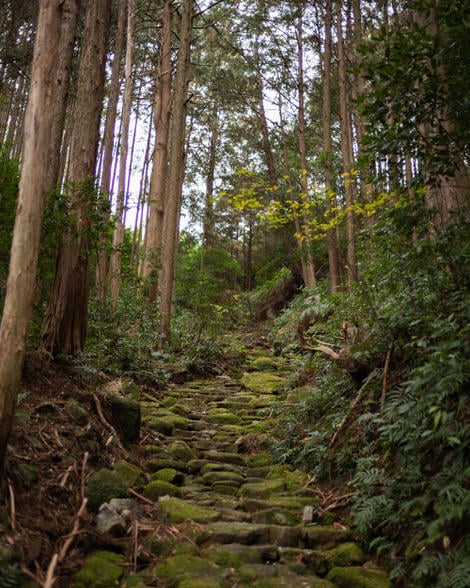 The path up Yakiyama, paved with Edo era paving stones, irregularly places, covered in moss, cedar trees, as usual, shooting up through the frame