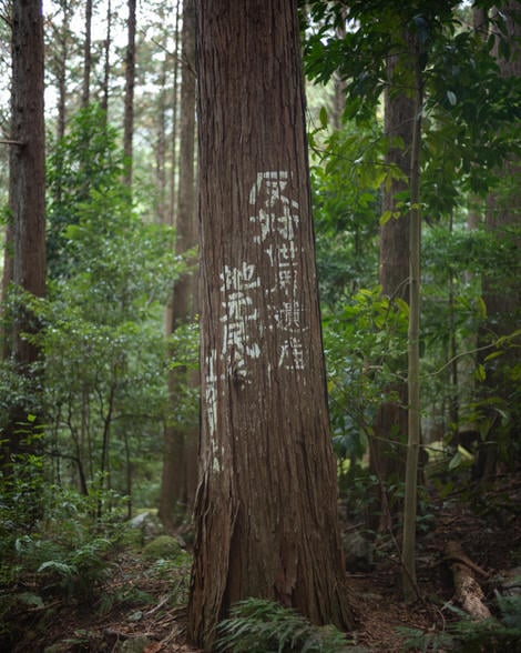 Anti UNESCO World Heritage listing grafitti painted on the side of a cedar along the Yakiyama path; it says No UNESCO! and is signed supposedly by the residents of the area.