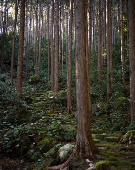 More cedars, more moss, more Edo era paving stones leading up into a well-lit forest scene.