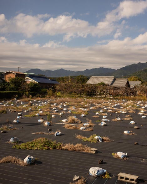 An empty lot covered in black tarp, with evenly spaced bags of sand holding down the tarp, keeping weeds from overtaking the scene, blue skies up above, Japanese style roofs in the background.
