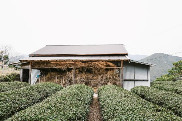 Bushes on a tea farm