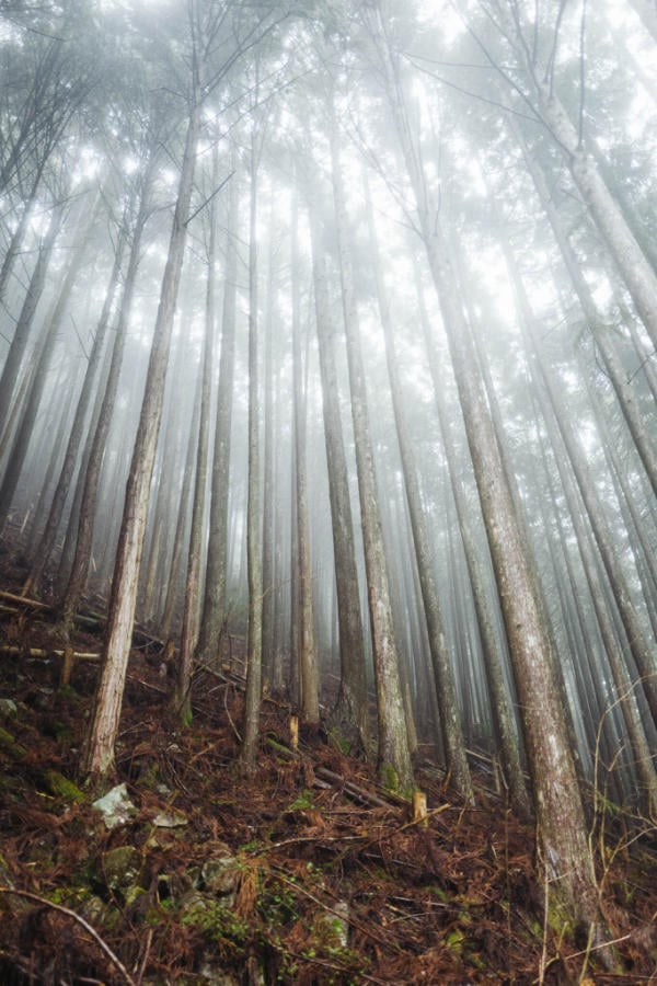Mist in the trees along Kumano Kodo