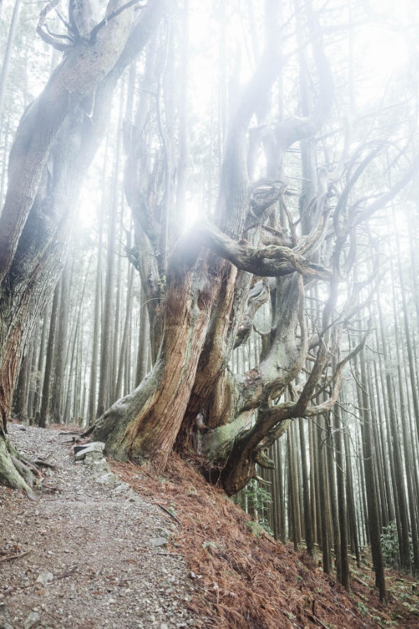 A gnarled five hundred year old tree near an ancient tea site along Kumano Kodo