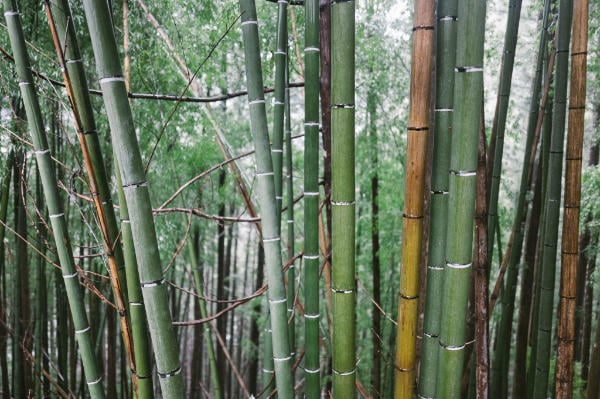 A bamboo grove