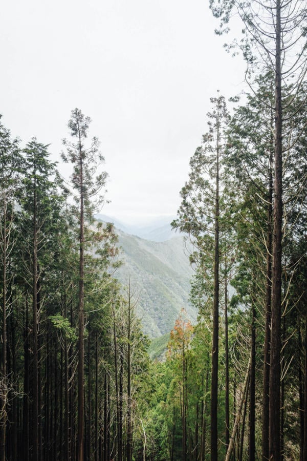 Mountain and trees along Kumano Kodo