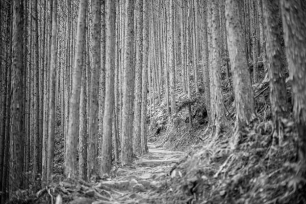 The cedar forest on the way to Totsukawa Onsen