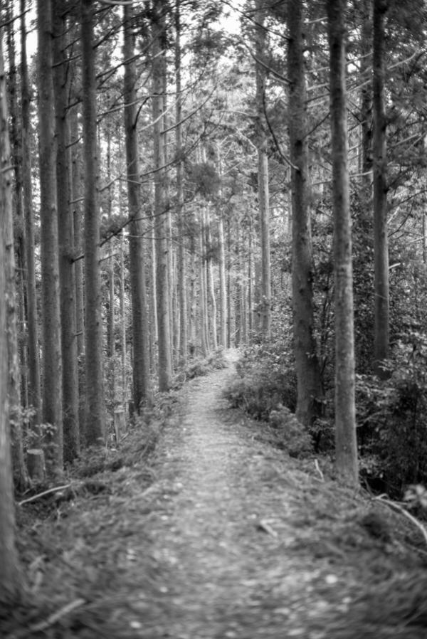 Black and white path along the Kumano Kodo